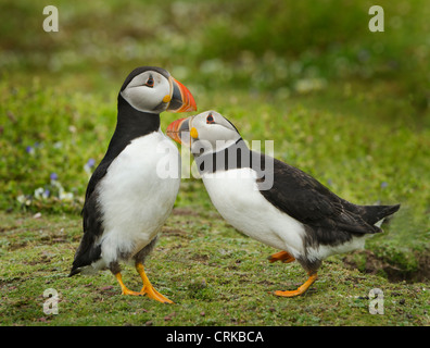 Vogel-Verhalten: zwei Papageientaucher Abrechnung auf Skokholm Insel Stockfoto