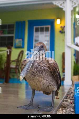 Unreife Brown Pelican stehen am Bürgersteig vor dem Haus Low-Key Hideaway in Cedar Key Florida während ein tropischer Sturm Stockfoto