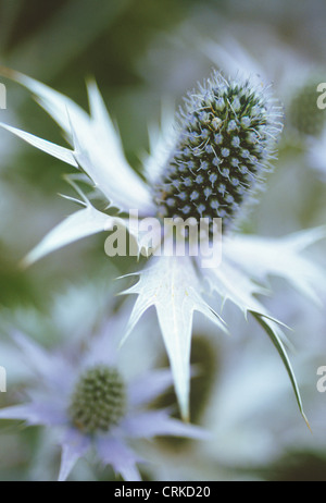 Eryngium Giganteum 'Miss Wilmott Geist', Meer Holly, Miss Wilmott Geist Stockfoto