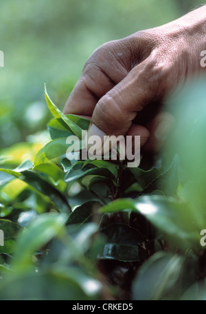 Sri Lanka, Camellia Sinensis, der Teepflanze, Nahaufnahme einer Hand Kommissionierung Top jungen Blätter. Stockfoto