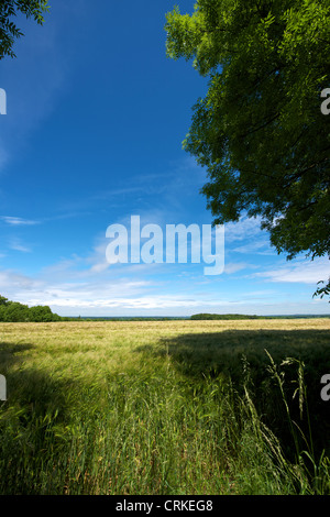 Feld der Träume. Der London-Becken, London in der Ferne mit einem Feld von Gerste im Vordergrund von den North Downs Stockfoto