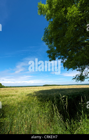 Feld der Träume. Der London-Becken, London in der Ferne mit einem Feld von Gerste im Vordergrund von den North Downs Stockfoto