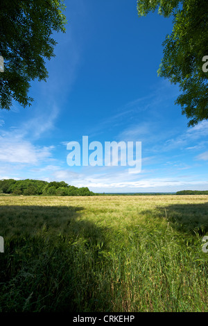 Feld der Träume. Der London-Becken, London in der Ferne mit einem Feld von Gerste im Vordergrund von den North Downs Stockfoto