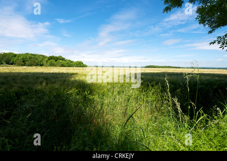 Feld der Träume. Der London-Becken, London in der Ferne mit einem Feld von Gerste im Vordergrund von den North Downs Stockfoto