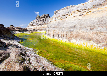 Felsen und Meer Unkraut in der Bucht Laig am Cleadale auf der Insel Eigg, Schottland, Großbritannien. Stockfoto