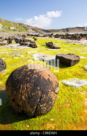 Felsen und Meer Unkraut in der Bucht Laig am Cleadale auf der Insel Eigg, Schottland, Großbritannien. Stockfoto