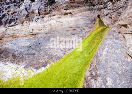 Felsen und Meer Unkraut in der Bucht Laig am Cleadale auf der Insel Eigg, Schottland, Großbritannien. Stockfoto