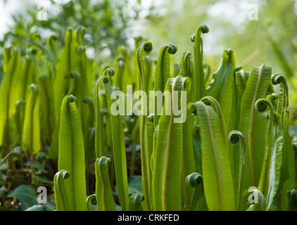 Asplenium Scolopendrium, Harts Zunge Farn junge grüne Wedel öffnen sich senkrecht, Stockfoto