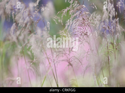 Molinia Caerulea, lila Moor Grass Stockfoto