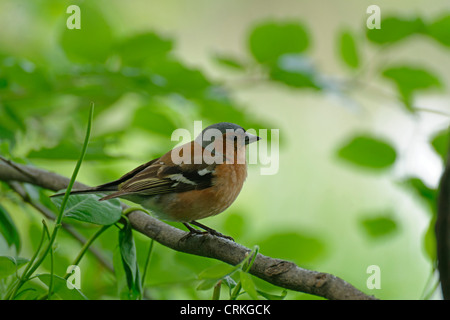 Eine männliche Buchfink auf einem Ast Stockfoto