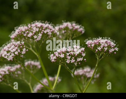 Valerian Officinalis, Baldrian, gemeinsame Baldrian Stockfoto