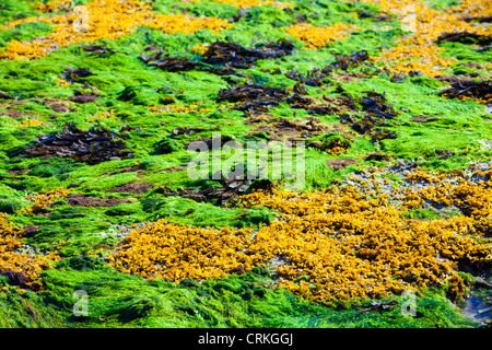 Felsen und Meer Unkraut in der Bucht Laig am Cleadale auf der Insel Eigg, Schottland, Großbritannien. Stockfoto