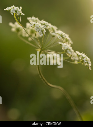 Anthriscus Sylvestris, Kuh Petersilie Stockfoto