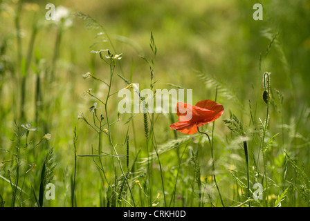 Papaver Rhoeas, Mohn Stockfoto