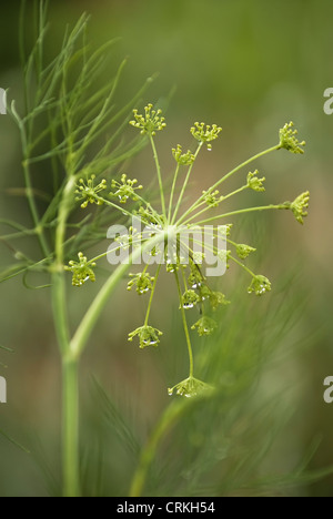 Foeniculum Vulgare, Fenchel Stockfoto