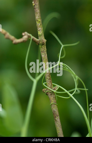 Pisum Sativum, Erbse, ranken befestigen sich an einem senkrechten Stab. Stockfoto