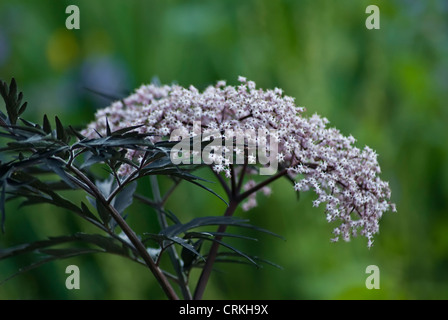 Sambucus Nigra "Black Lace", ältere Stockfoto