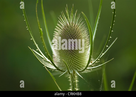 Dipsacus Fullonum, Karde Stockfoto