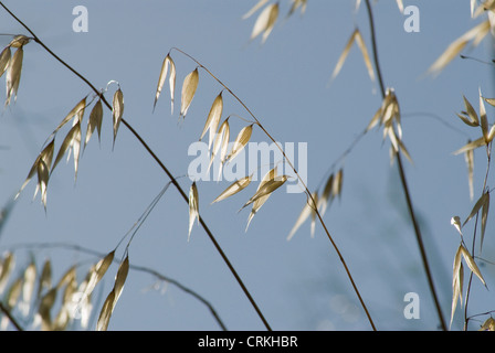 Avena Fatua, Hafer, wilder Hafer Stockfoto