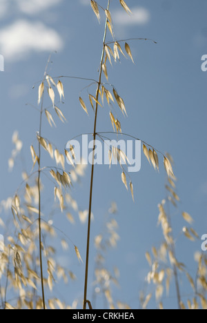 Avena Fatua, Hafer, wilder Hafer Stockfoto