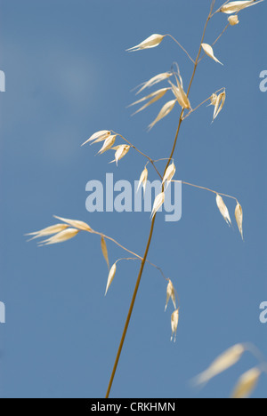 Avena Fatua, Hafer, wilder Hafer Stockfoto