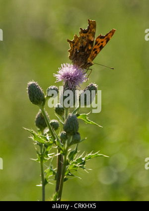 Cirsium Arvense, Distel, Creeping thistle Stockfoto