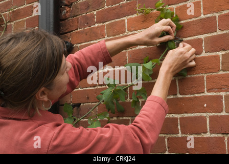 Argyranthemum, Marguerite, Daisy Stockfoto