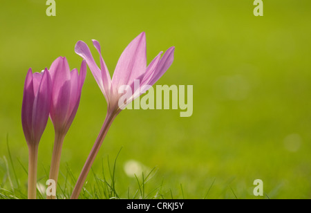 Colchicum Autumnale, Crocus, Herbstzeitlose Stockfoto