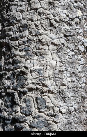 Affe Puzzle Baum (Araucaria Araucana) Nahaufnahme der Rinde Straße 13 von Villa Puhuenia, Zapala Neuquen Argentinien Südamerika Stockfoto