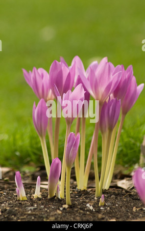 Colchicum Autumnale, Crocus, Herbstzeitlose Stockfoto