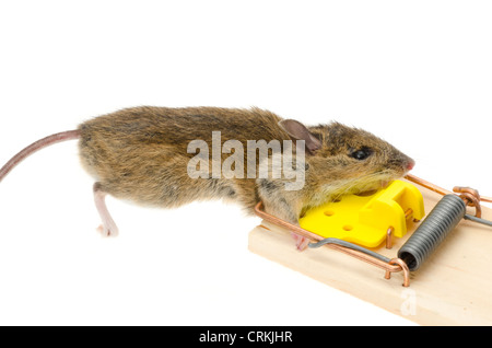 Eine Hausmaus (Mus Musculus) mit seinem Kopf gefangen in einer Mausefalle - Studio gedreht mit weißem Hintergrund Stockfoto