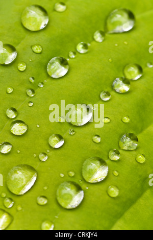 Makro-leichten grünen Hosta-Blatt im Frühjahr mit großen Regentropfen Stockfoto
