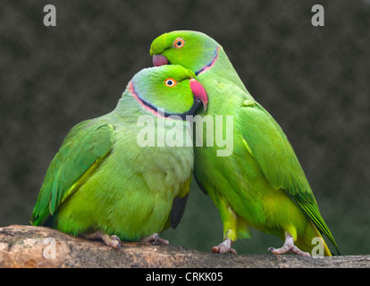 Zwei Ring Necked Sittiche (geflohen waren) kleben Stockfoto