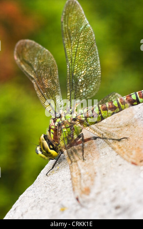 Kaiser-Libelle, blaue Kaiser oder Anax Imperator - weiblich Stockfoto