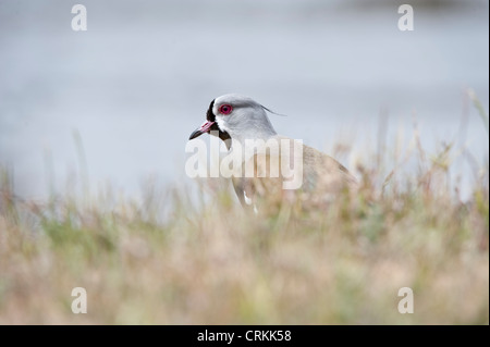 Kiebitz (Vanellus Chilensis) Los Antiguos Santa Cruz Argentinien Südamerika November Stockfoto