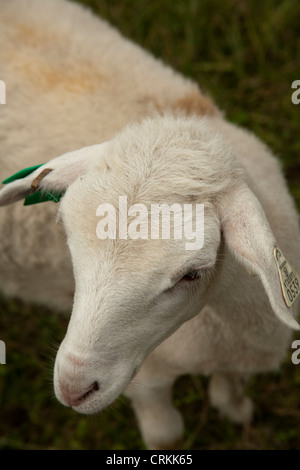 Lamm auf der Weide, Dayspring Farm, in der Nähe von Bellows Falls, VT, USA Stockfoto