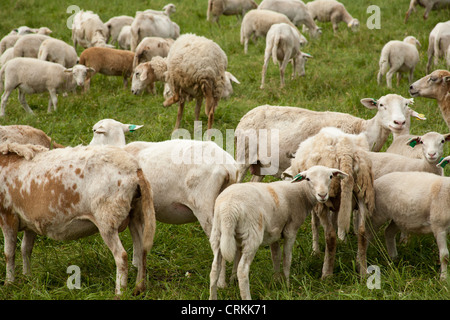 Schafe auf der Weide, Dayspring Farm in der Nähe von Bellows Falls, VT, USA Stockfoto