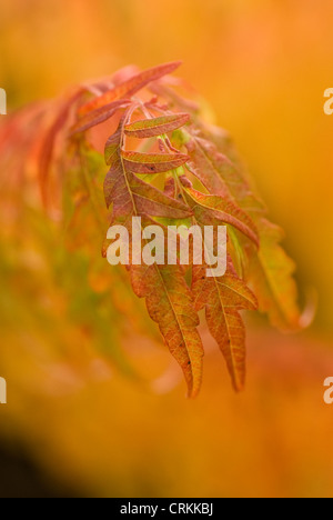 Rhus Typhina, Sumach Stockfoto