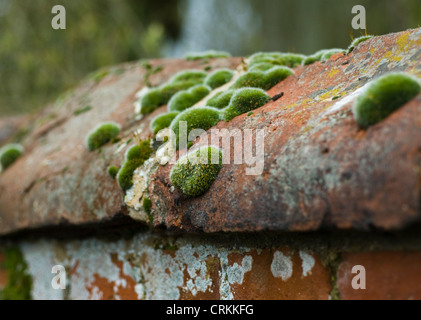 Moos, Flechten Stockfoto