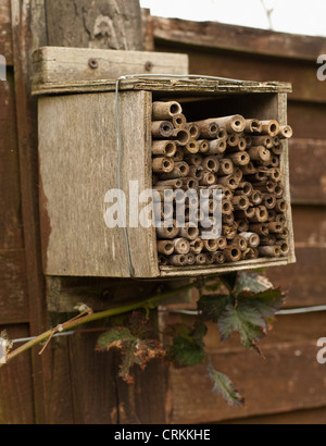 Phyllostachys, Bambus Stockfoto