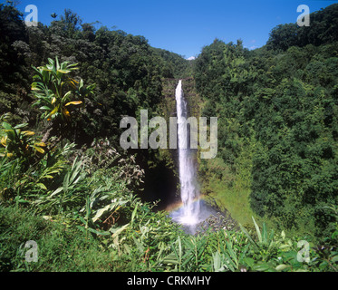 Akaka Falls, Hamakua Küste, Insel von Hawaii Stockfoto