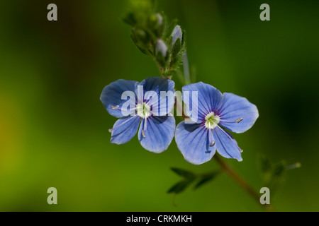 kleine blaue Blume (Veronica Chamaedrys) auf Wiese Stockfoto