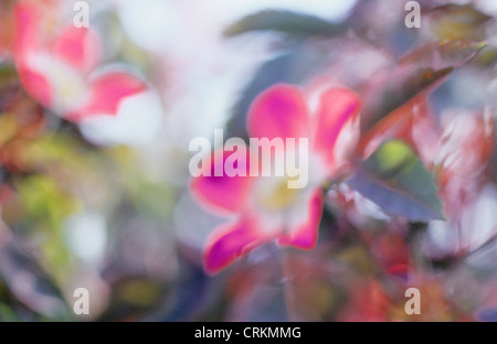 Rosa Glauca, Rose Stockfoto