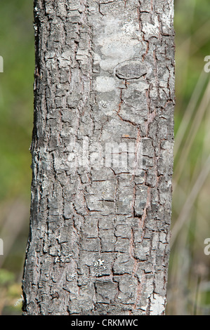 Mayten (Maytenus Boaria) Nahaufnahme des Rumpfes Lago Puelo Nationalpark SPR Chubut Argentinien Südamerika Oktober Stockfoto