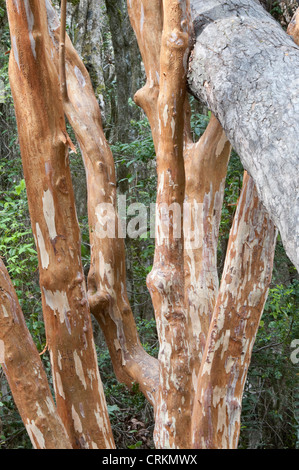 Chilenische Myrtle (Luma Apiculata) Nahaufnahme von Trunks Lago Puelo Nationalpark SPR Chubut Argentinien Südamerika Oktober Stockfoto