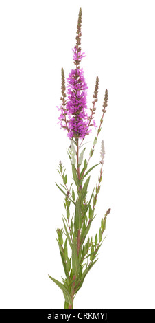 einzelne Blutweiderich (Lythrum Salicaria) auf weiß Stockfoto