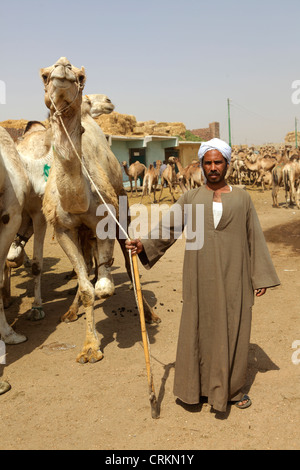 Kamelmarkt in Birqash, Kairo, Ägypten Stockfoto