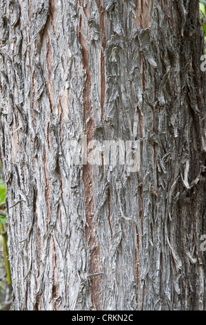 Chilenische Weihrauch-Zeder (Austrocedrus Chilensis) Nahaufnahme des Rumpfes Lago Puelo Nationalpark Chubut SPR Argentinien Südamerika Stockfoto