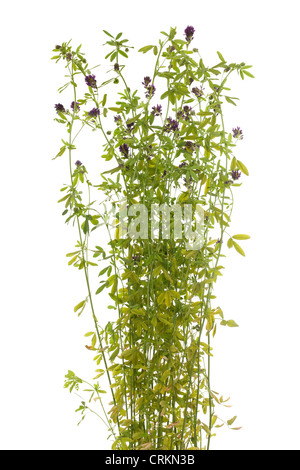 Blume-Luzern (Medicago Sativa) auf weißem Hintergrund Stockfoto