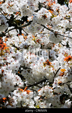 Prunus 'Shirotae', Kirsche Stockfoto